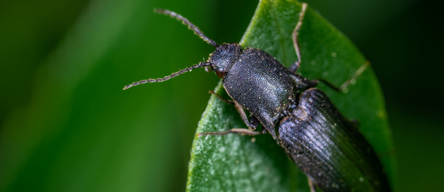 Bug Story Finance