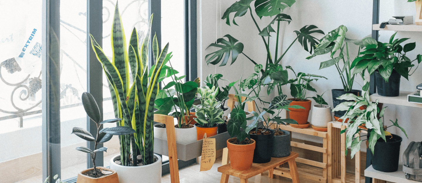 Indoor Plant Care
