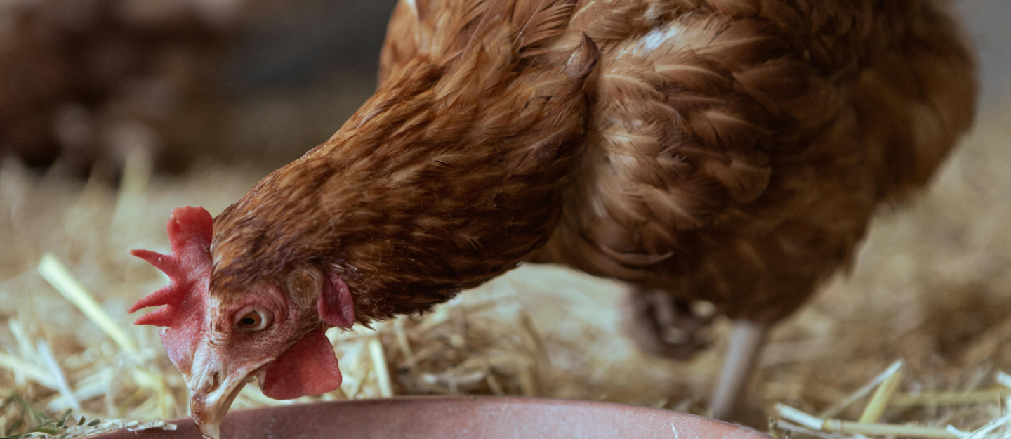Sustainable Eating